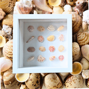 Seaside Treasures Framed Shell Art